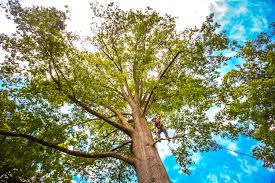  Meridian, PA Tree Care Pros