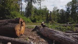 Meridian, PA Tree Care Company