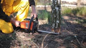 How Our Tree Care Process Works  in  Meridian, PA
