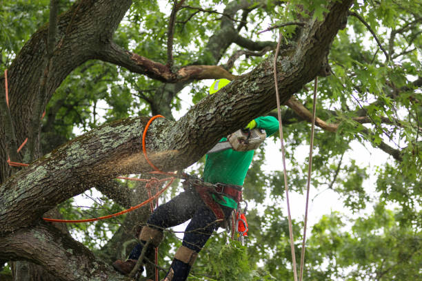 Best Palm Tree Trimming  in Meridian, PA