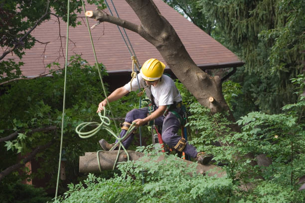 Best Arborist Consultation Services  in Meridian, PA