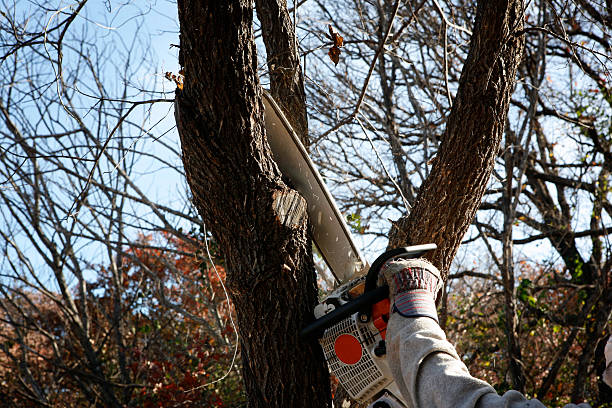 Best Firewood Processing and Delivery  in Meridian, PA