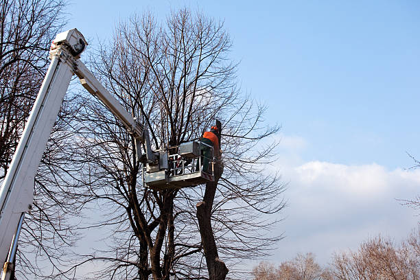 Best Aeration Services  in Meridian, PA